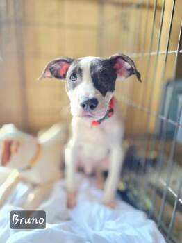 Rescue Mixed Breed Dogs for Adoption in Salamanca, New York - Bruno | PetCurious