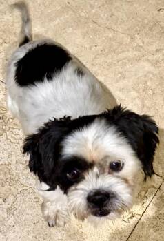 Hypoallergenic Purebred Shih Tzu Chip -  Shih Tzu Dog for Adoption in Boca Raton, Florida - Hypoallergenic Purebred Shih Tzu Chip | PetCurious