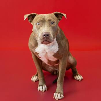 Pen 178 Toffee -  Pit Bull Terrier Dog for Adoption in Lawrenceville, Georgia - Pen 178 Toffee | PetCurious