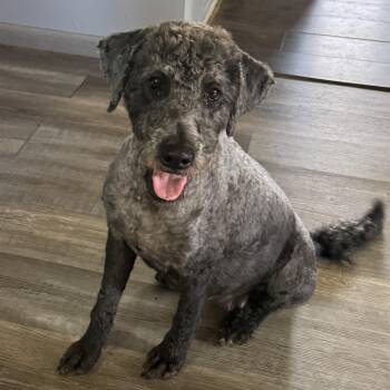 Lucy Goosey -  Labradoodle Dog for Adoption in Hartford, Kentucky - Lucy Goosey | PetCurious