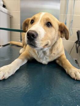 Labrador Retriever and Mixed Breed Dogs Available for Adoption - ZANE | PetCurious