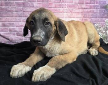 Pedigree -  Anatolian Shepherd and Saint Bernard Dog for Adoption in Sedalia, Colorado - Pedigree | PetCurious