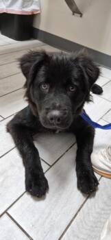 Ic-11 Huck -  Labrador Retriever Dog for Adoption in Lawrenceville, Georgia - Ic-11 Huck | PetCurious