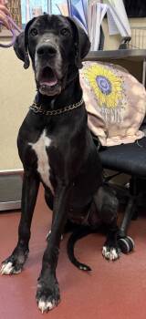 Great Dane Dogs Available for Adoption - Tiny | PetCurious