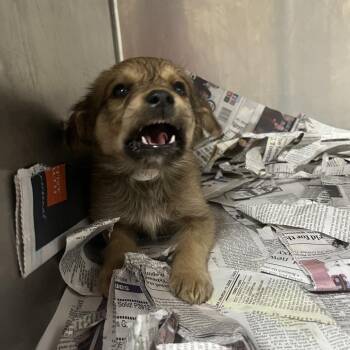 Shepherd Dogs Available for Adoption - Wolfgang | PetCurious