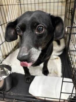 Terrier and Mixed Breed Dogs Available for Adoption in West Chester, Pennsylvania - Nacho FKA Tommy | PetCurious