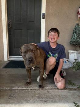 Pit Bull Terrier and American Staffordshire Terrier Dogs Available for Adoption - TEDDY | PetCurious