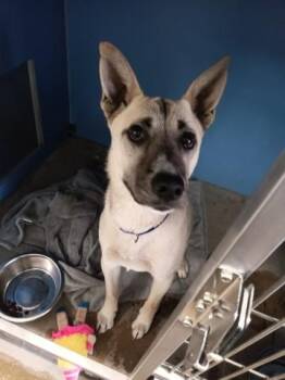 Siberian Husky and Mixed Breed Dogs Available for Adoption - NY | PetCurious