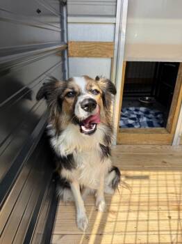 Mixed Breed Dogs Available for Adoption in Columbia, Tennessee - Belluh | PetCurious
