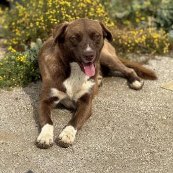 Pixie -  Mixed Breed Dog for Adoption in San Francisco, California - Pixie | PetCurious