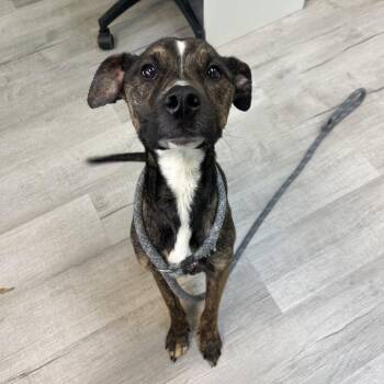 Ruby -  Pit Bull Terrier Dog for Adoption in Emporia, Kansas - Ruby | PetCurious