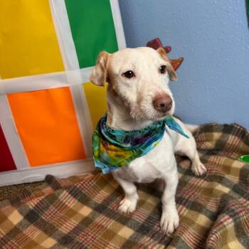 Rumble -  Terrier and Mixed Breed Dog for Adoption in Fresno, California - Rumble | PetCurious