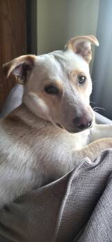Mac -  Labrador Retriever and Corgi Dog for Adoption in Seattle, Washington - Mac | PetCurious