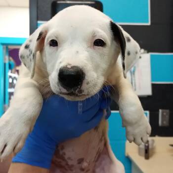 Domino -  Pit Bull Terrier and Mixed Breed Dog for Adoption in Ardmore, Oklahoma - Domino | PetCurious