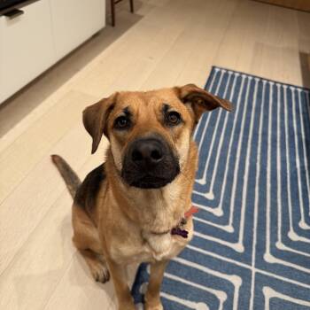 Freya -  Shepherd Dog for Adoption in Oriskany, New York - Freya | PetCurious