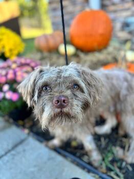Rescue Shih Tzu and Mixed Breed Dogs for Adoption in Aiken, South Carolina - Enzo | PetCurious