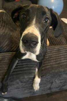 Rescue Great Dane Dogs for Adoption in Indianapolis, Indiana - Georgia | PetCurious