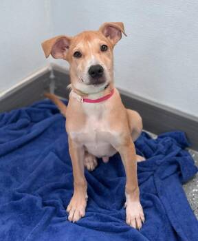 Bistro in NH. Come Meet our Adoptable Dogs Wednesday-Saturday. M -  Labrador Retriever Dog for Adoption in Manchester, New Hampshire - Bistro In NH. Come Meet Our Adoptable Dogs Wednesday-Saturday. M | PetCurious