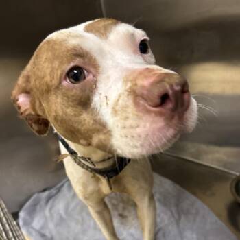 Udon -  Mixed Breed Dog for Adoption in Winston-salem, North Carolina - Udon | PetCurious