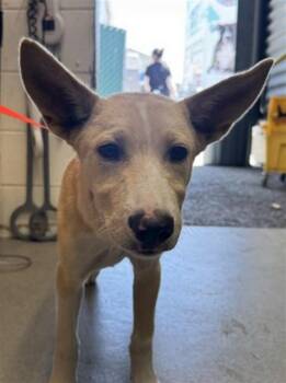 KEY -  German Shepherd Dog Dog for Adoption in San Bernardino, California - KEY | PetCurious