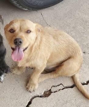 Priscilla -  Terrier Dog for Adoption in Blue Springs, Missouri - Priscilla | PetCurious