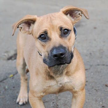 Rescue Mixed Breed Dogs for Adoption in Richmond, California - HERMAN | PetCurious