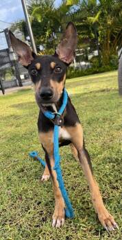 Doberman Pinscher and Rhodesian Ridgeback Dogs Available for Adoption - Hendrix | PetCurious