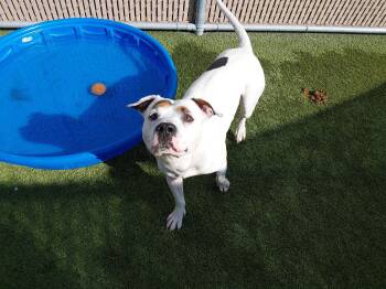 FOUND -  Pit Bull Terrier Dog for Adoption in Liberty, Missouri - FOUND | PetCurious
