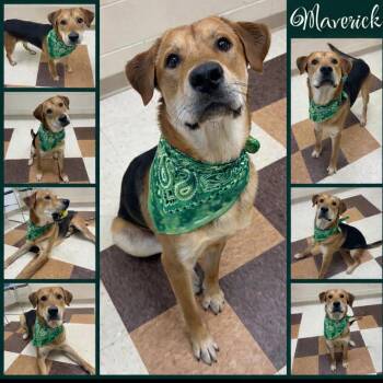 Mixed Breed Dogs Available for Adoption - Maverick | PetCurious