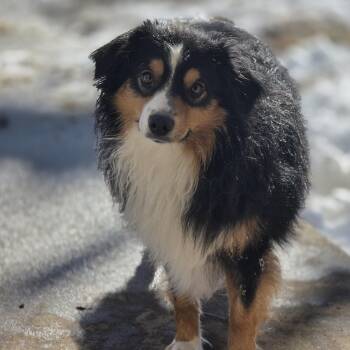 Australian Shepherd Dogs Available for Adoption in Lincoln, Nebraska - Turbo | PetCurious