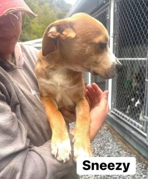 Sneezy (13wo, 20lbs) -  Hound Dog for Adoption in Hinton, West Virginia - Sneezy (13wo, 20lbs) | PetCurious
