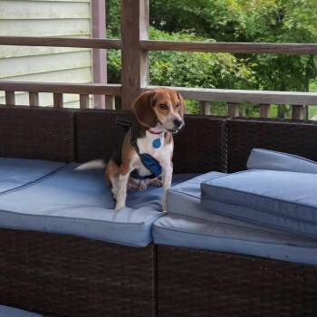Huey -  Beagle Dog for Adoption in Avondale, Pennsylvania - Huey | PetCurious
