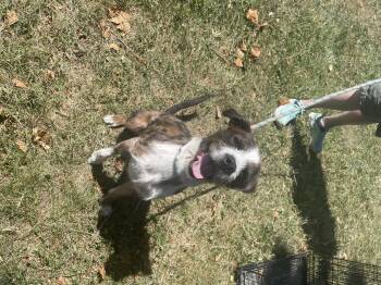 Rescue Terrier Dogs for Adoption in Terre Haute, Indiana - Frizz | PetCurious