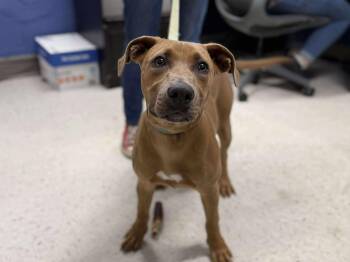 Rescue Mixed Breed Dogs for Adoption in Leitchfield, Kentucky - Percy (Partially Sponsored!) | PetCurious