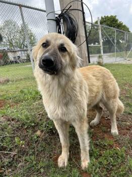 Anatolian Shepherd and Mixed Breed Dogs Available for Adoption in Oklahoma City, Oklahoma - A472823 | PetCurious