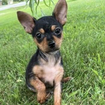 Rolo -  Chihuahua and Miniature Pinscher Dog for Adoption in Riverside, Iowa - Rolo | PetCurious