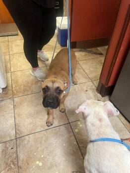 Justin Bieber -  Mixed Breed Dog for Adoption in Cincinnati, Ohio - Justin Bieber | PetCurious