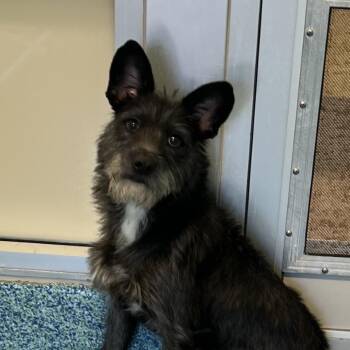 Mello -  Mixed Breed Dog for Adoption - Mello | PetCurious