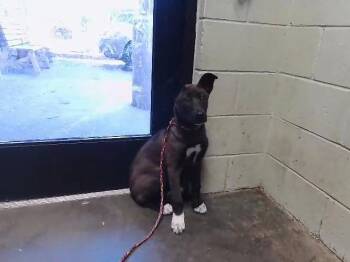 German Shepherd Dog and Mixed Breed Dogs Available for Adoption - SASHA | PetCurious