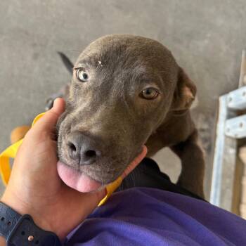 Ivan -  Mixed Breed Dog for Adoption in Emporia, Kansas - Ivan | PetCurious