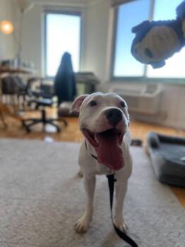 Mixed Breed Dogs Available for Adoption in New York, New York - Lena | PetCurious