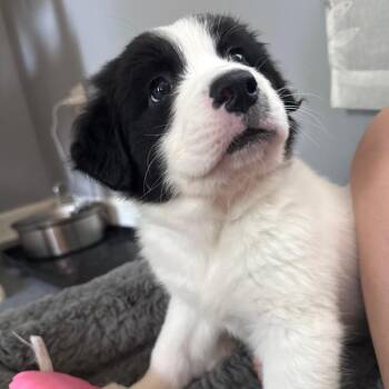 Raffi -  Great Pyrenees Dog for Adoption in Rockville, Maryland - Raffi | PetCurious