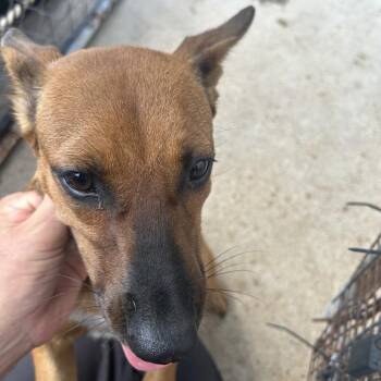 Brown Sugar -  Shepherd Dog for Adoption in Lake Jackson, Texas - Brown Sugar | PetCurious