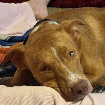 Labrador Retriever Dogs Available for Adoption - Chance | PetCurious