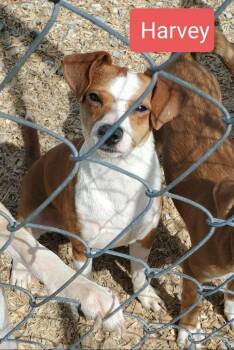 Chihuahua and Terrier Dogs Available for Adoption in Manchester, Tennessee - Harvey | PetCurious