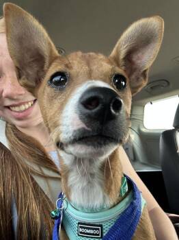 Mixed Breed Dogs Available for Adoption - Cammie | PetCurious