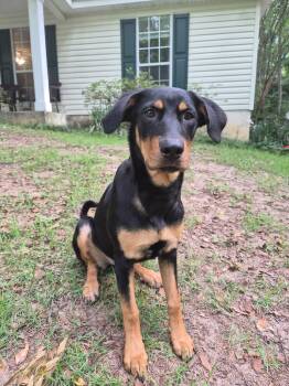 Zelda -  Hound Dog for Adoption in Mobile, Alabama - Zelda | PetCurious