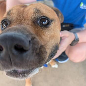 Nyeko -  Mixed Breed Dog for Adoption in Alabaster, Alabama - Nyeko | PetCurious