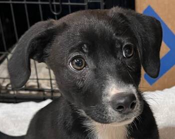 Beagle and Labrador Retriever Dogs Available for Adoption - Brio | PetCurious