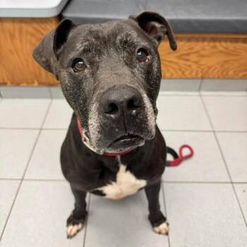 Randall -  Mixed Breed Dog for Adoption in Buffalo, New York - Randall | PetCurious